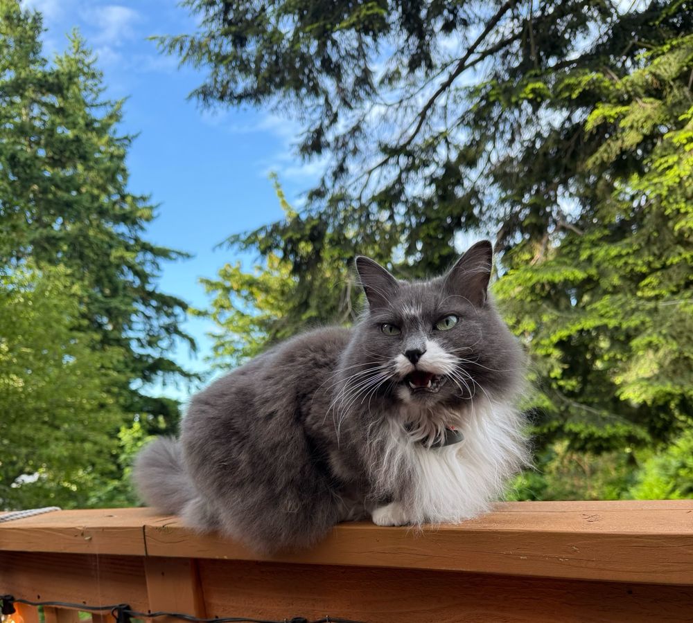Gracie grey tuxie balanced on a railing. 