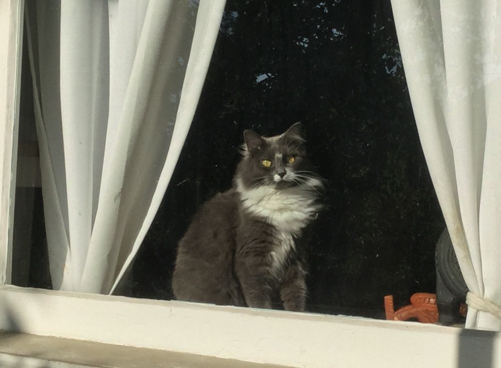 Gracie posing in a big wi dow watching outside. 