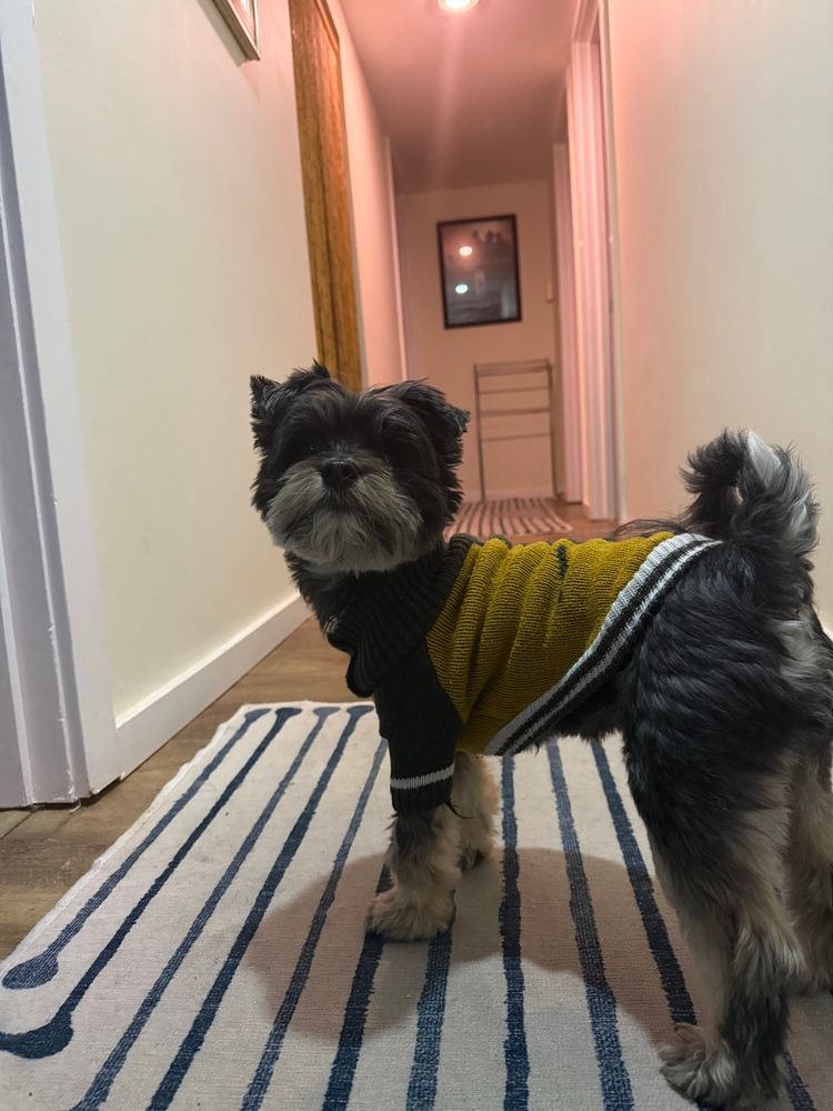 Lazlo wanting to go down the hall. That’s where the kitty is! 