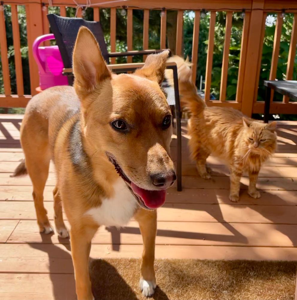 Charlie brown dog and Jaxon orange cat on the deck together. 