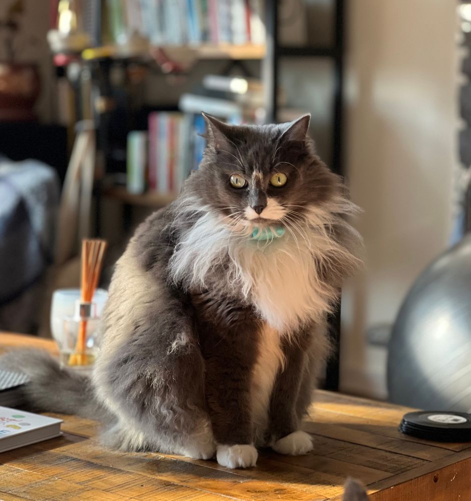 Gracie grey tuxie cat stares into the void. 