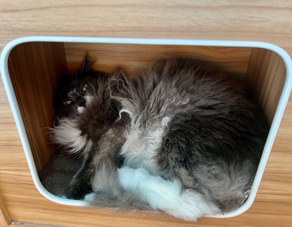 Gracie grey tuxie tucked in her cubby hole. 