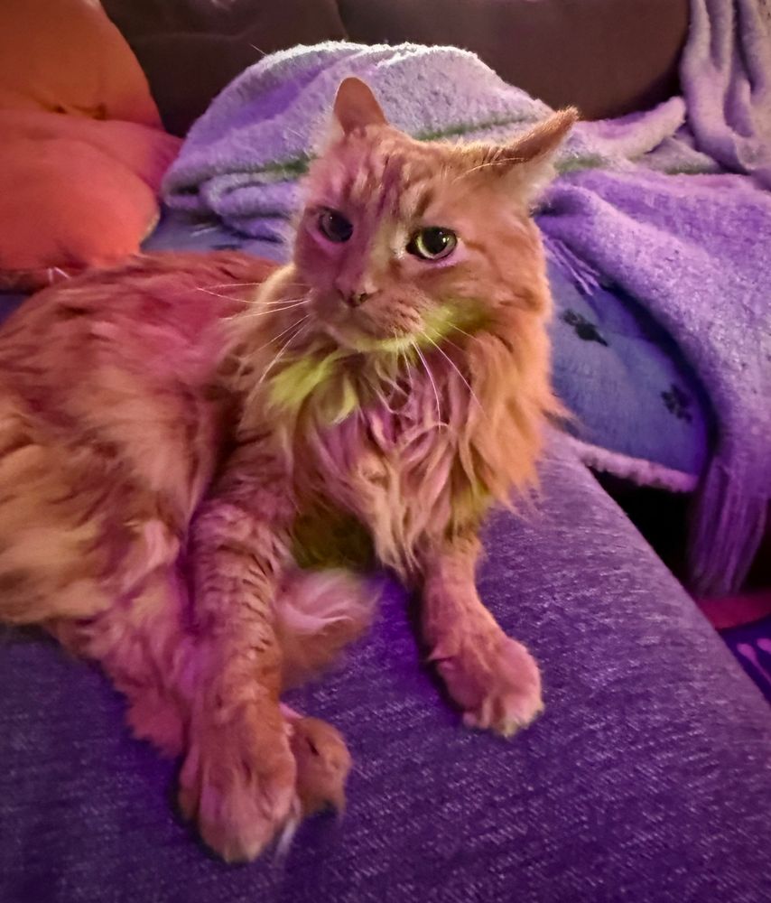 Jaxn orange cat laying on a couch with expressive eyes. 