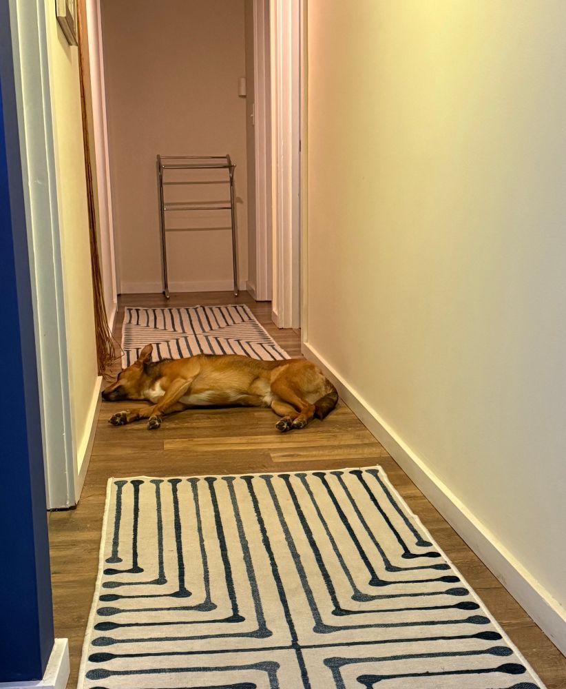 Charlie Brown dog laying in the middle of a hallway. 