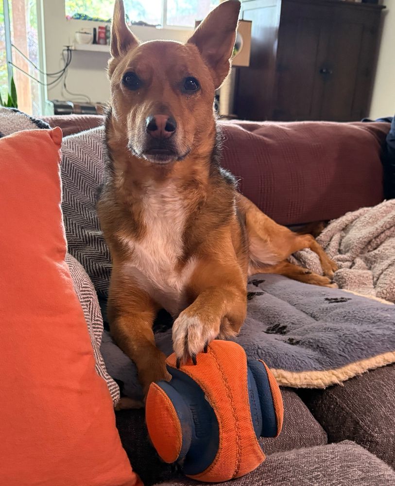 Charlie brown dog pleads for playtime after bringing his outside ball in and presenting it to pappa. 
