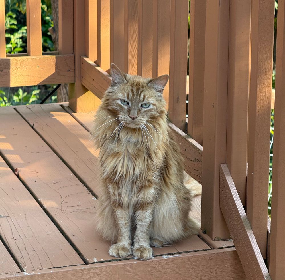 Jaxon orange cat at the top of the deck stairs looking as if to say “is that it?”