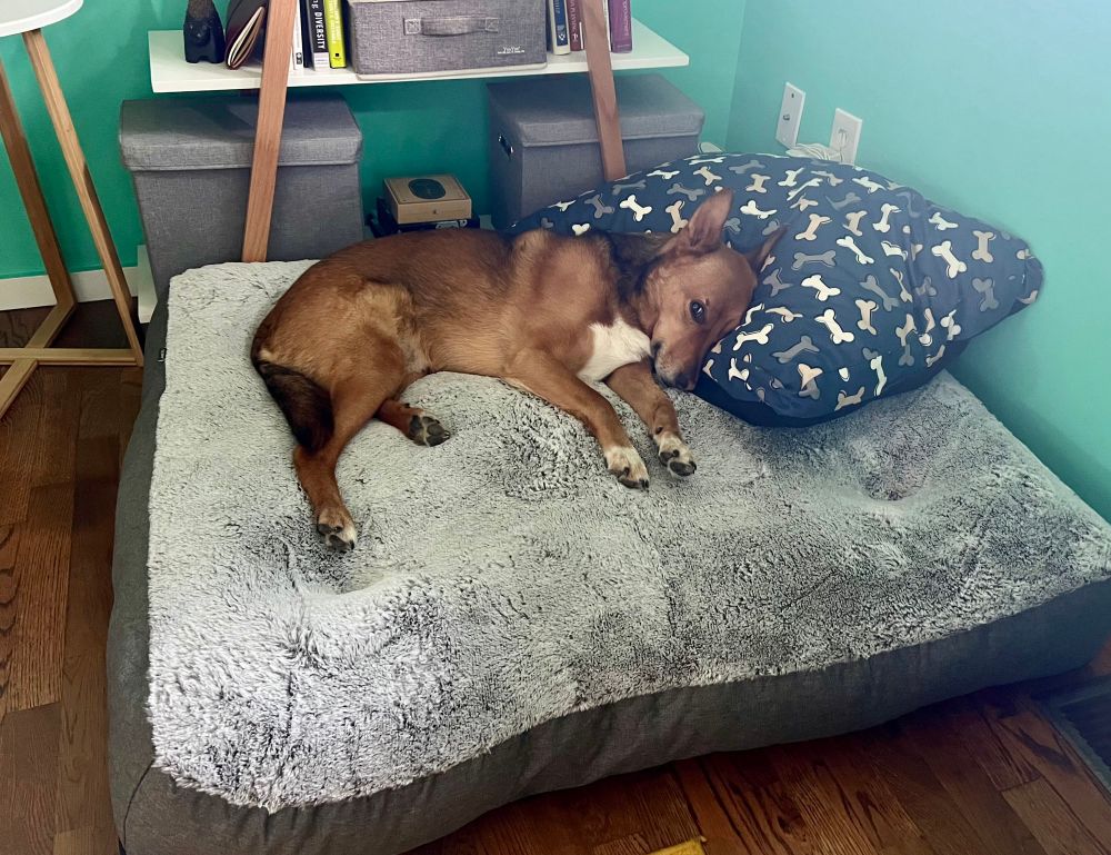 Charlie sleeps on his new bed using his pillow as a pillow. 