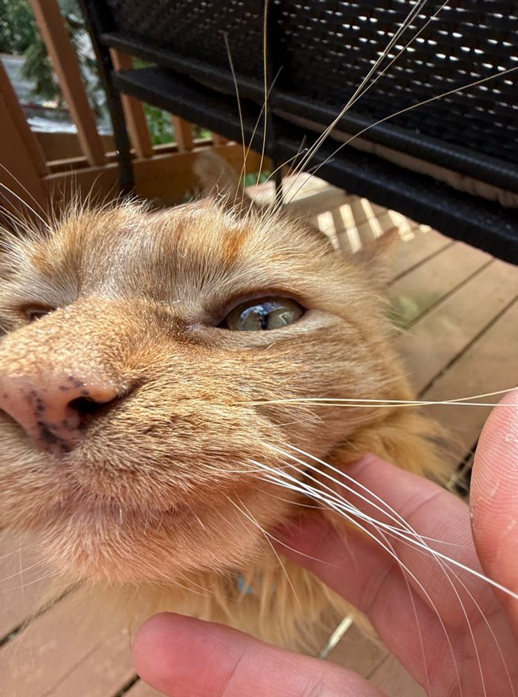 Closeup shot of Jaxon orange cat about to to get some chin scratches. 