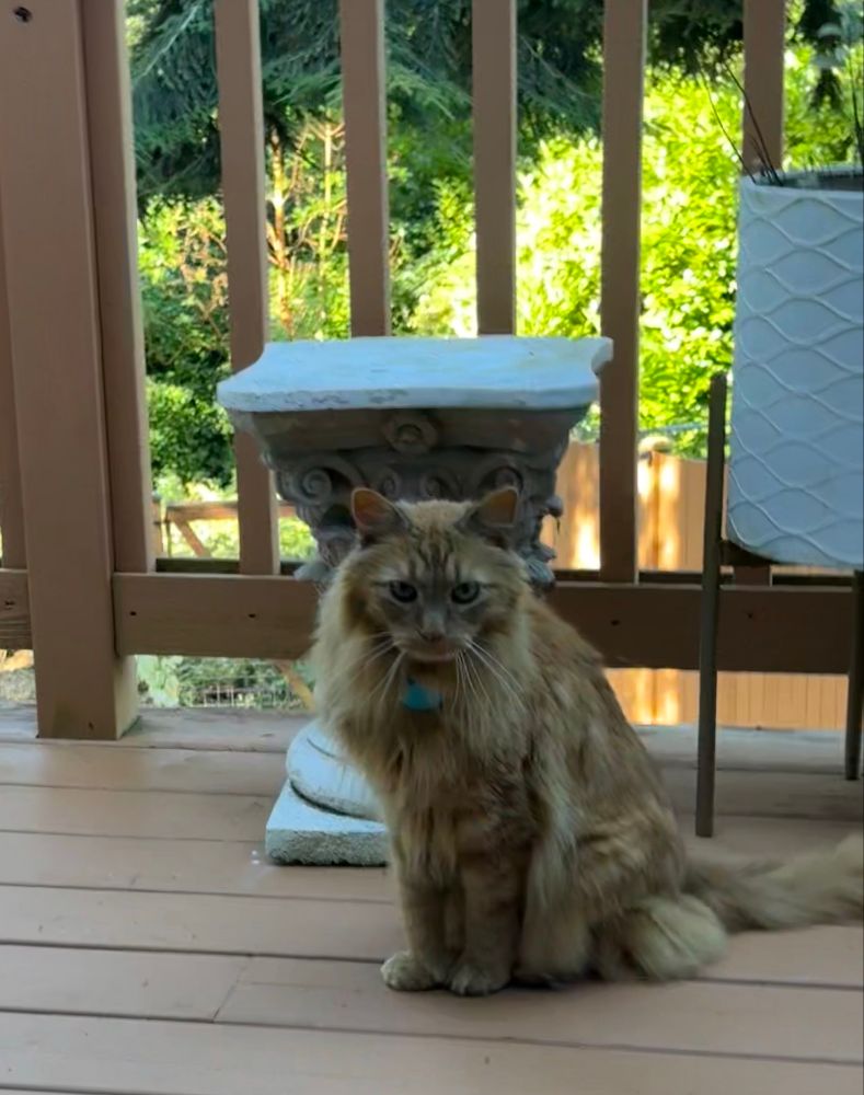 Jaxon orange cat making a sad face on the deck in front on a plinth where a plant normally site. 