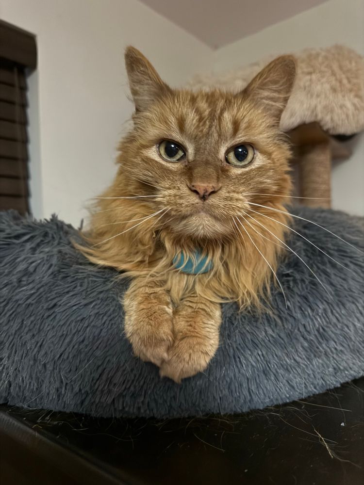 Jaxon orange cat in his bed being very wide-eyed and cute. 
