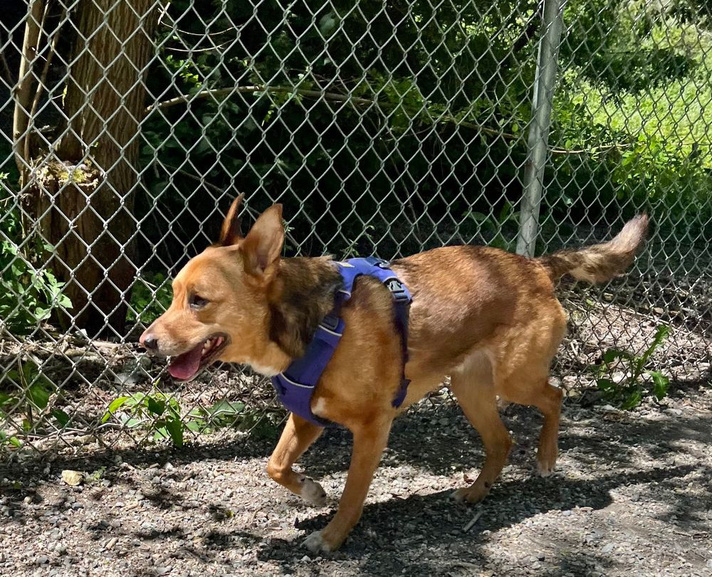 Charlie dog on a walk with his momma. 