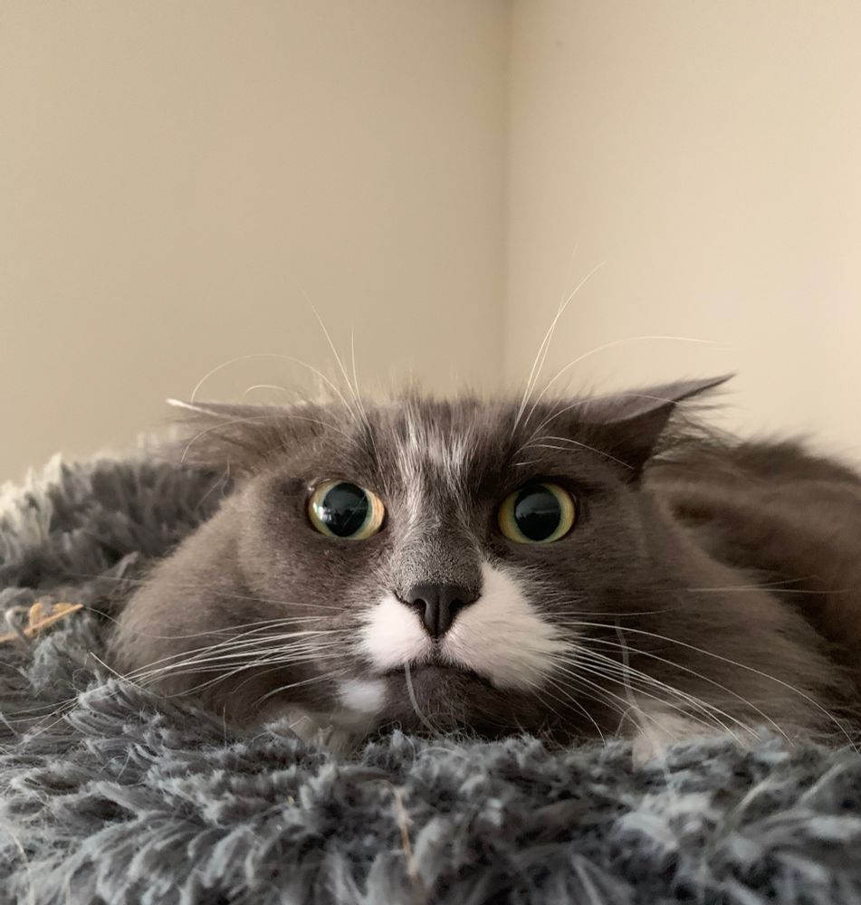 Gracie grey tuxie with airplane ears in her bed. 