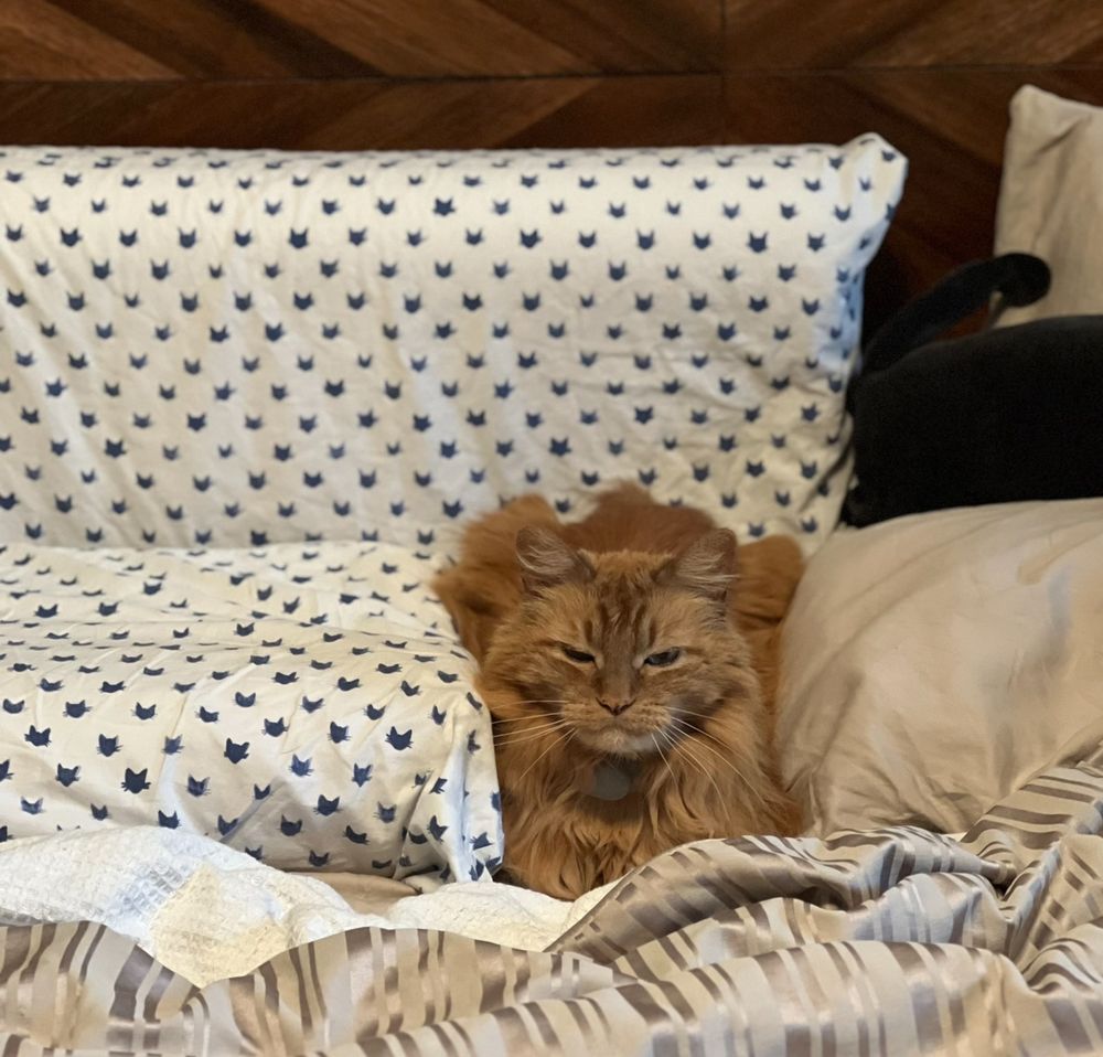 Jaxon has an angry lay between pillows. 