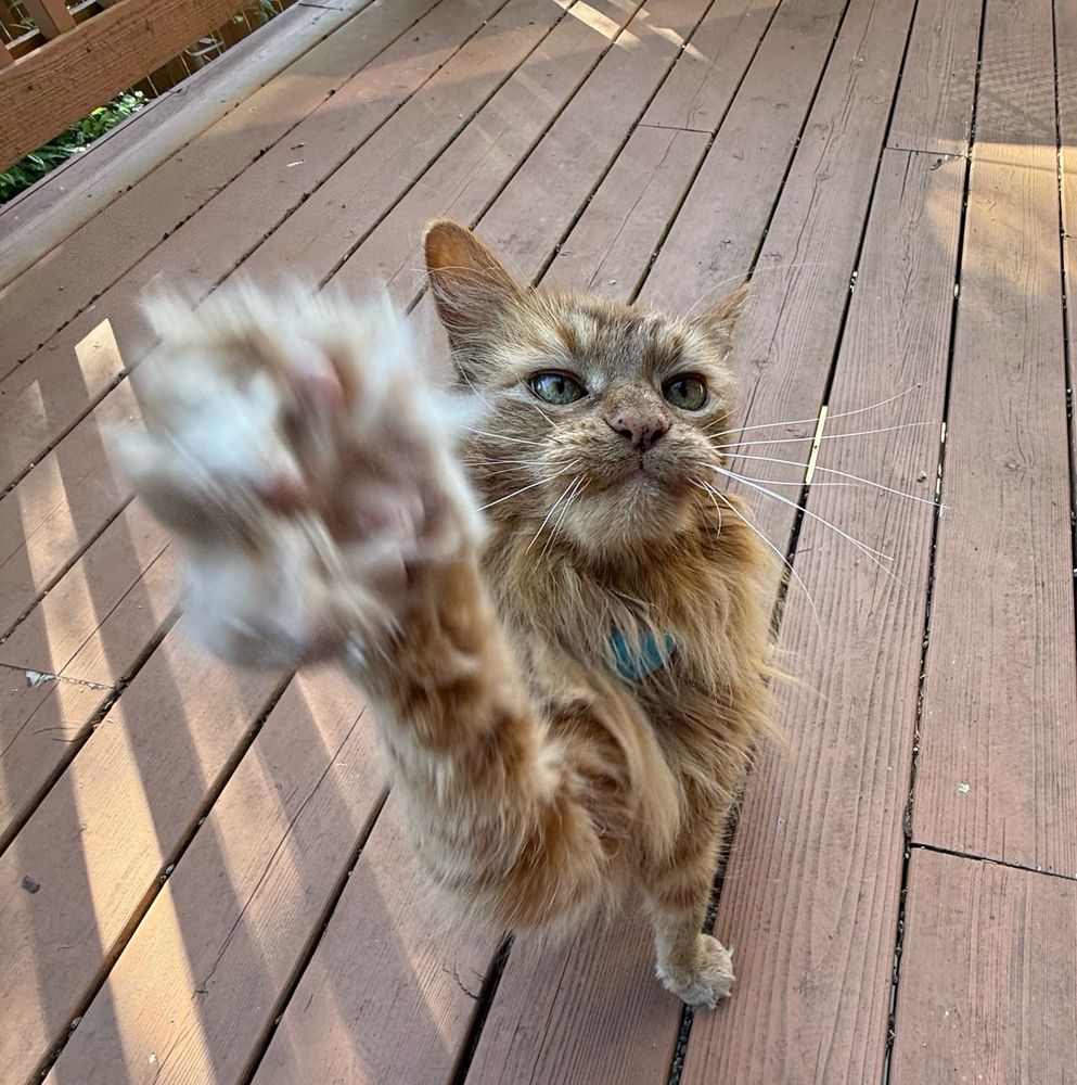 Jaxon orange cat takes a swipe with his open paw at the camera. 