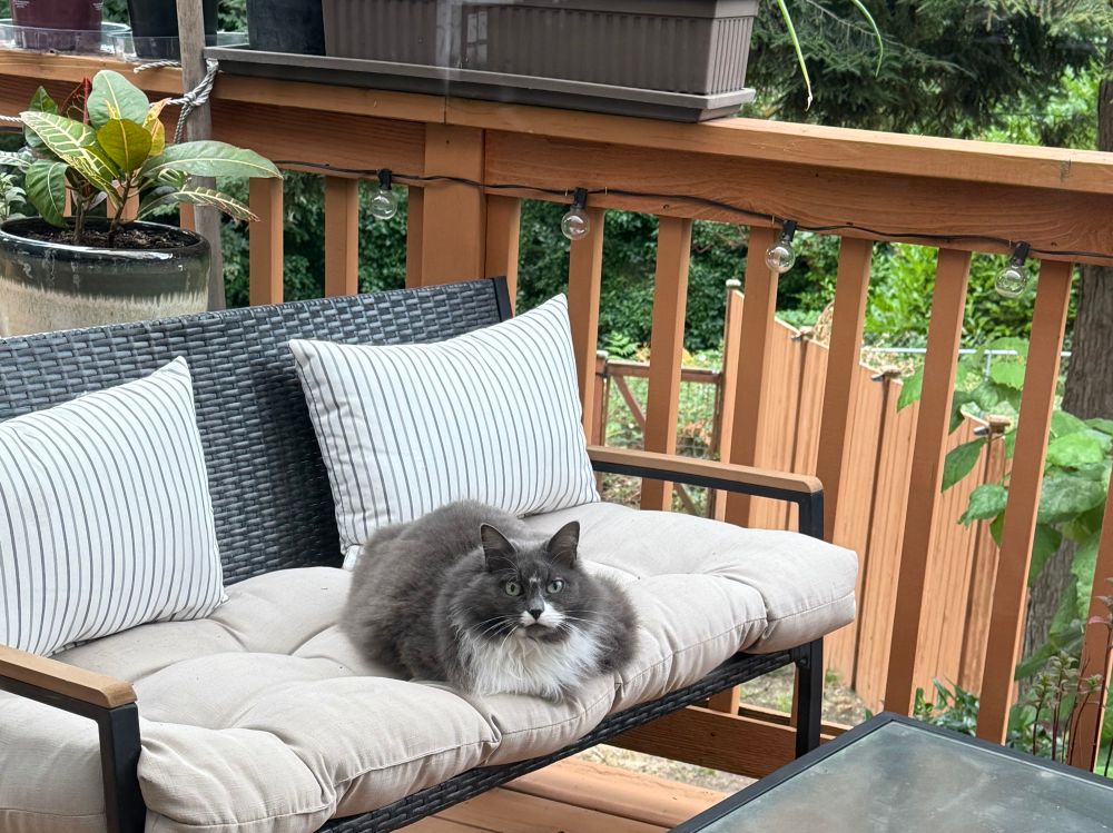 Gracie on outside couch on the porch. 