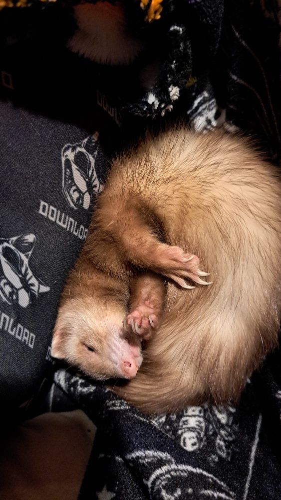 A caramel coloured female ferret curled up with forearms crossed 
