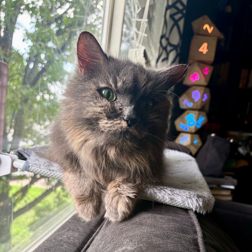 A fuzzy gray cat laying on a window perch with a glowing dice lamp in the background. 