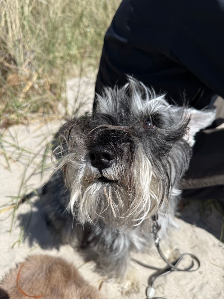 Dvärgschnauzer på solig strand och med mustascherna i oordning. 