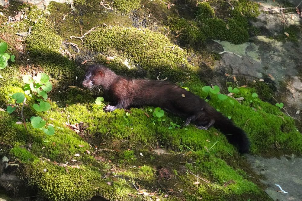 It has braced itself on its front paws and is looking alertly to the left, but its rear body is still lounging as if it really is just not yet ready to leave. 
