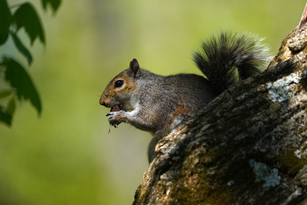 A sun-dappled squirrel is nestled into the curve of a thick trunk. It is nibbling on a nut clenched tightly in its front paws.
