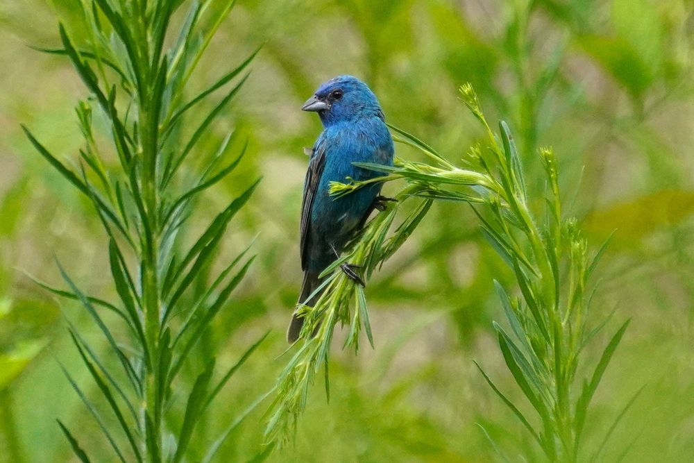 A small, bright blue bird sits facing the camera with his head turned to the left of the frame and slightly angled down on a piece of vegetation with thin, green leaves. The weight of the bird has sharply bent the stalk so that the tip is pointing toward the ground. He seems unfazed by it. There is another, upright, stalk to his left, and the background is filled with more blurred greens. 