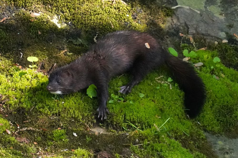 Same spot, but now the animal is chin and belly down with its eyes open. Its left forepaw is stretched out with the toes splayed as if it is trying to grip the ground and never let go. Its fluffy tail is curled down over the moss.