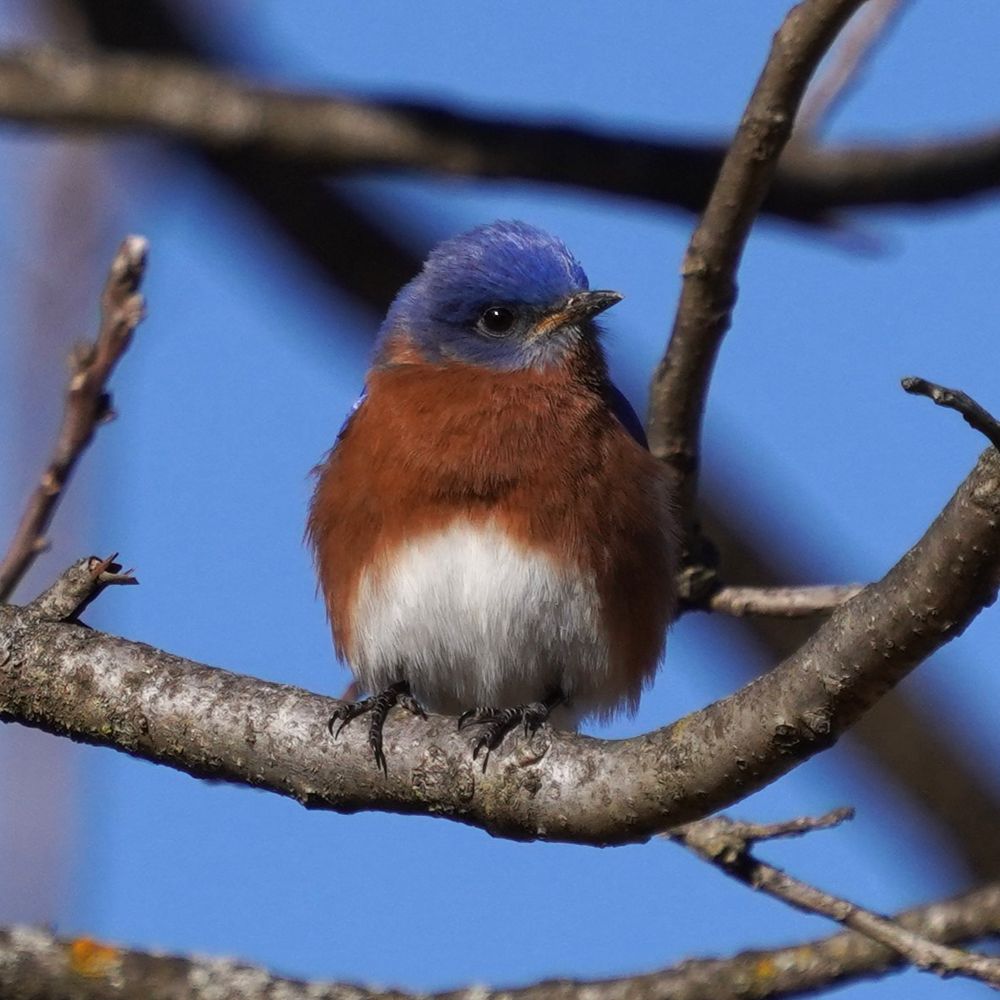 A small sunlit blue bird with a rusty red chest and white belly perches on a thin branch with his head turned to the right and the sun glinting off his black eye.