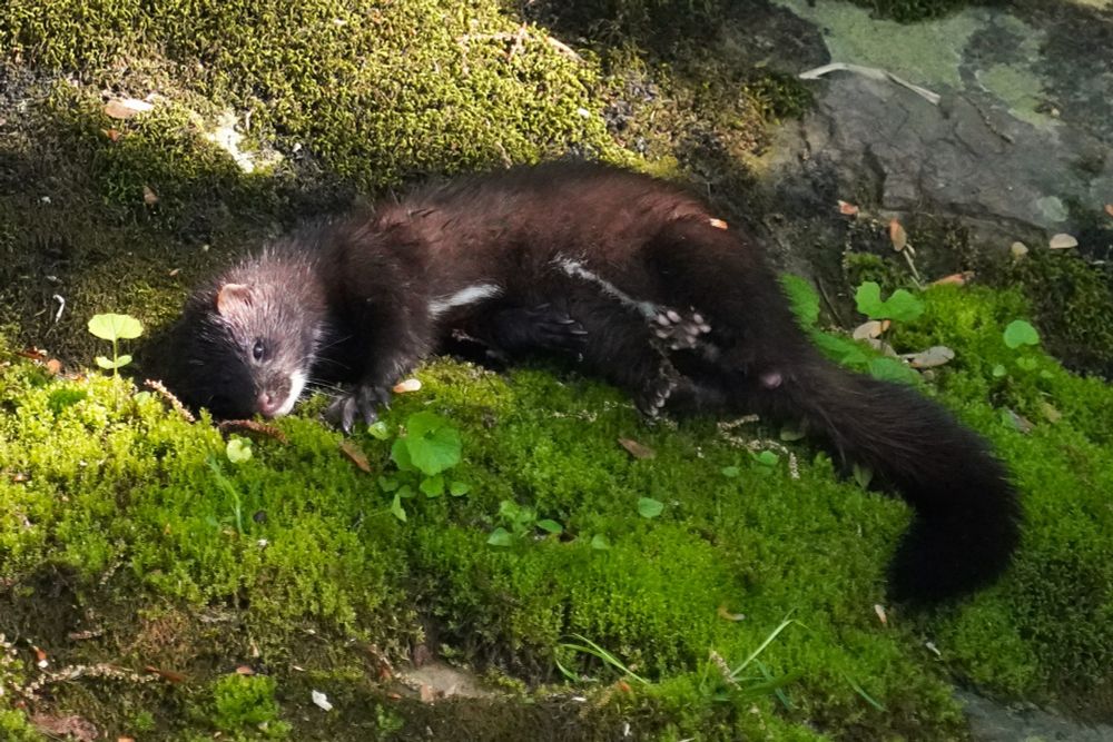 Back on its side, the mink has its rear feet up showing off those beans again. Its head is resting on its mossy pillow, and it has a very contented look on its face.