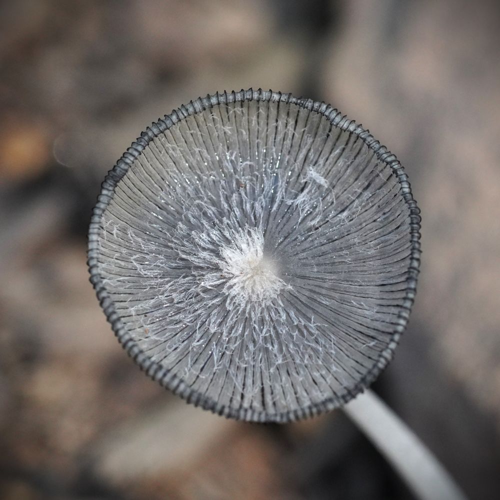 The upper side of a small gray mushroom has formed a black-ribbed bowl with white to light gray feathery parts radiating from the center. The outer edge has just started to curl inward giving it a beautiful frilly scallop, and the grayish-brown background along with the blurry whitish stem of the fungus makes a complementary scene. 