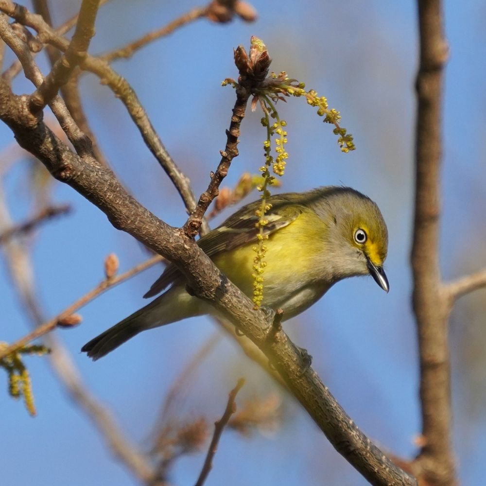 A sunlit adult with a light gray back, two white wing bars, yellow underparts, and a thick yellow line on its face perches on a thin branch in profile facing right and looking down toward the ground against a pale blue sky. The eyes on the adult are a milky white surrounding a black iris.
