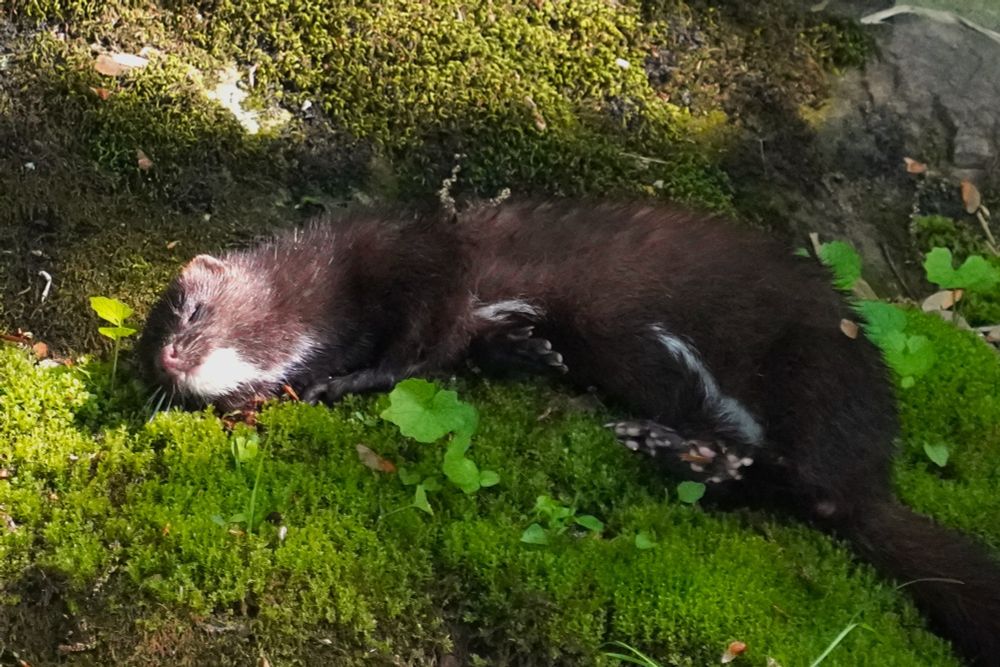 A long, slinky brown animal with short, round ears, a bright white patch on its chin, and a thin white strip on its chest and belly lounges on its side on moss-covered rocks. Its head is in a patch of sun, and its eyes are closed as if it just can't believe how lucky it is to have found such comfort. The bottoms of its rear feet are facing the camera, showing off its pads.