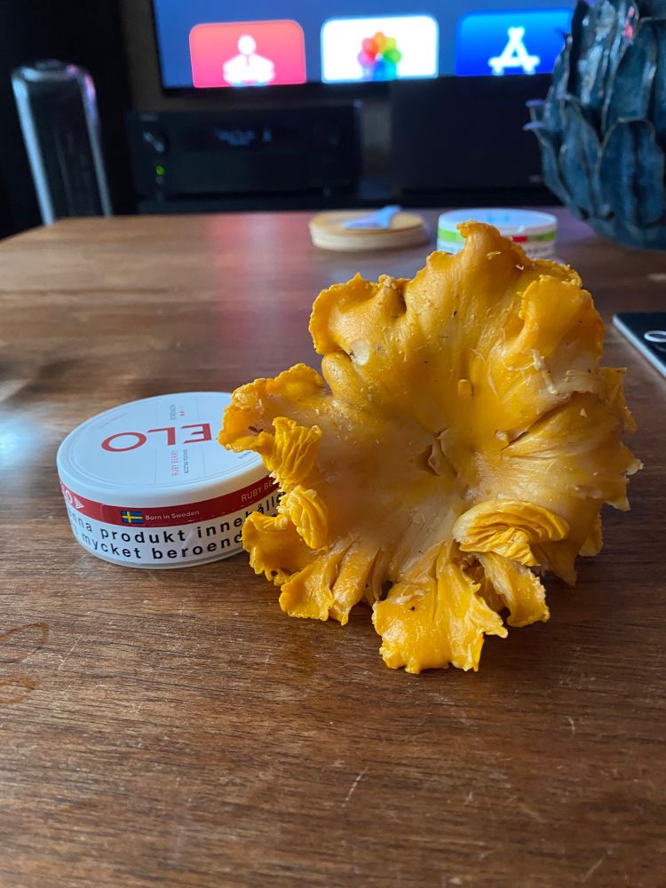 Stor gul kantarell som ligger bredvid en snusdosa. Snusdosan är för att visa hur stor kantarellen är.