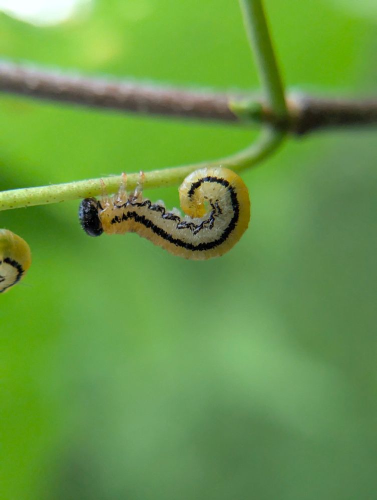 Sawfly larvae 