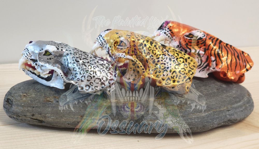 Profiles of the Panthera genus (here: tiger, jaguar, snow leopard) on mink skulls. No mount.
Done in acrylic, metallic paint with semi-gloss vanish.