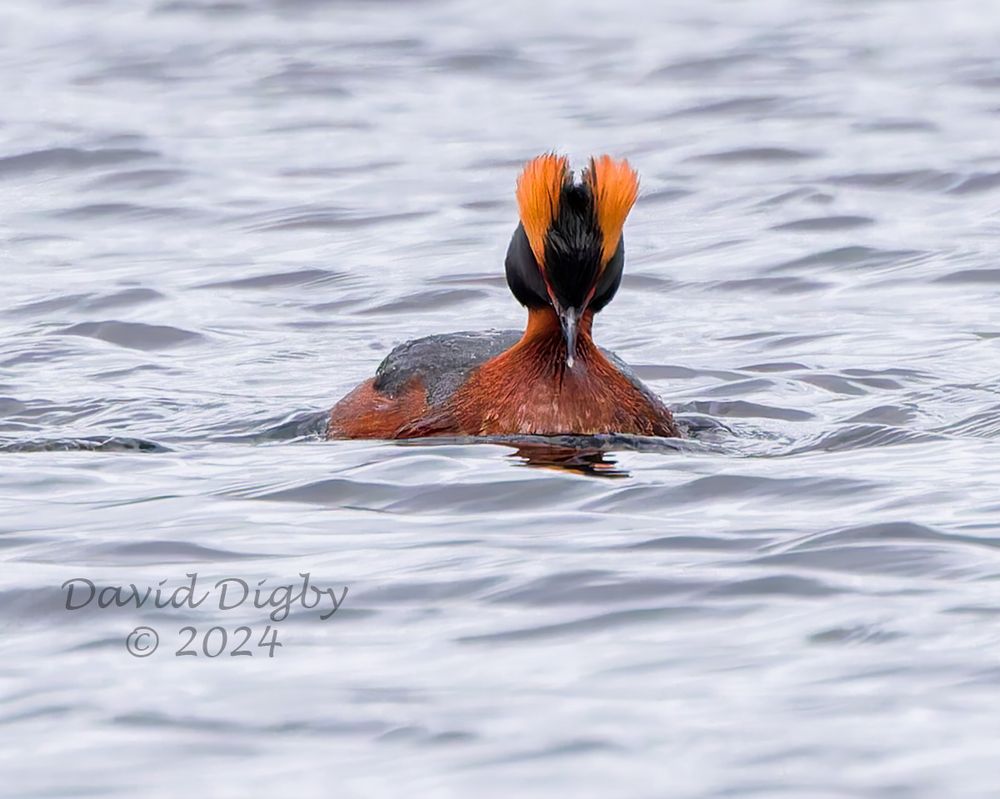 Slavonian [Horned] Grebe (Podiceps auritus) swimming on a loch. The grebe is facing the camera with its head down, showing off its bright yellow feather tufts (horns).
