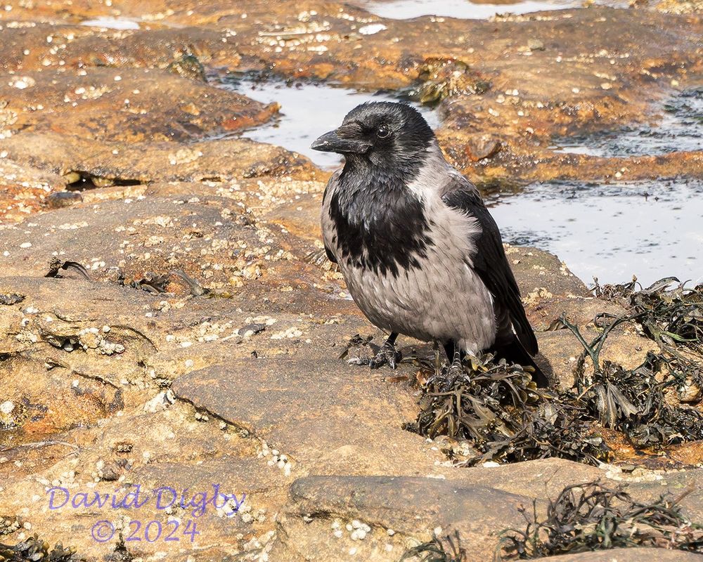 Hooded Crow (Corvus cornix) on a rock beach with water and seaweed in the background.
Burghead, Moray Firth, Scotland, UK. April 2024.

