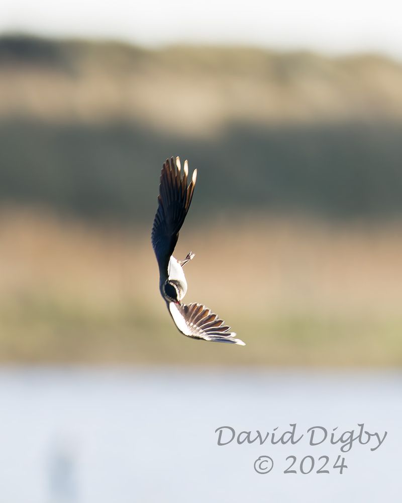 [Northern] Lapwing (Vanellus vanellus) flying nearly on its side. Both wings are vertical, one up and one down.
Minsmere RSPB, Suffolk, UK. December 2024

