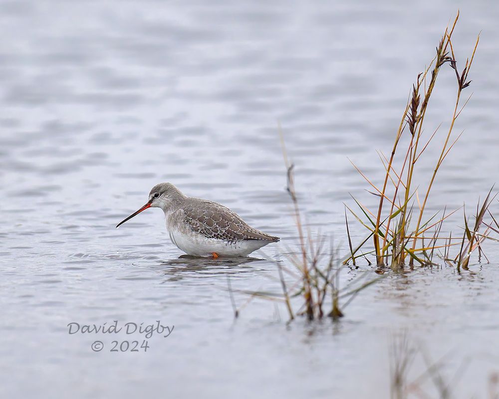 Spotted redshank (Tringa erythropus) walking through deep water
Dingle Marshes, Suffolk, UK. December 2024
