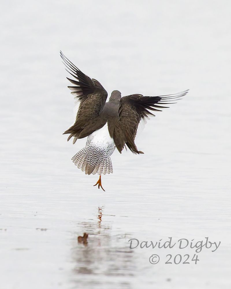 [Common] Redshank (Tringa tetanus) from behind about to land on wet mud, with its wings angled and one leg outstretched.
Iken Cliff, Suffolk, UK. December 2024
