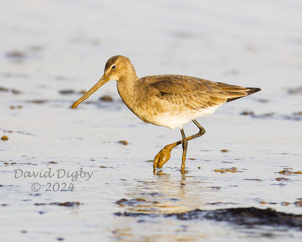 Black-tailed Godwit (Limosa limosa) in golden early morning sunlight, walking around a muddy estuary, with mud on feet and bill.
Iken Cliff, Suffolk, UK. December 2024
