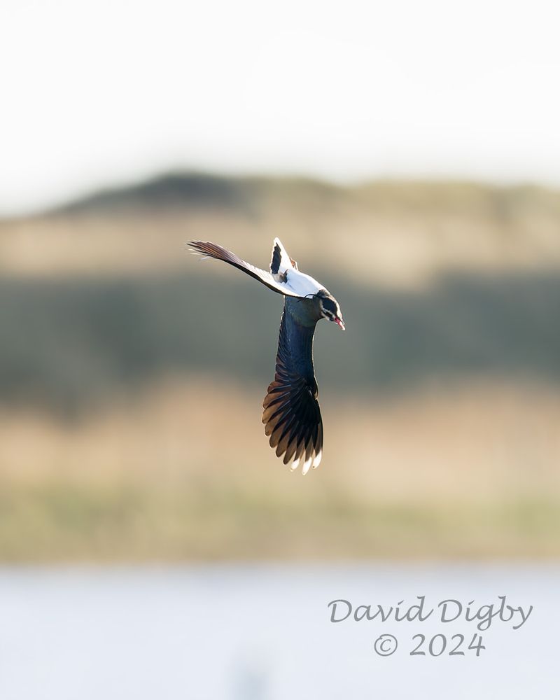 [Northern] Lapwing (Vanellus vanellus) flying nearly upside down. One wing is vertical and the other horizontal, but inverted.
Minsmere RSPB, Suffolk, UK. December 2024
