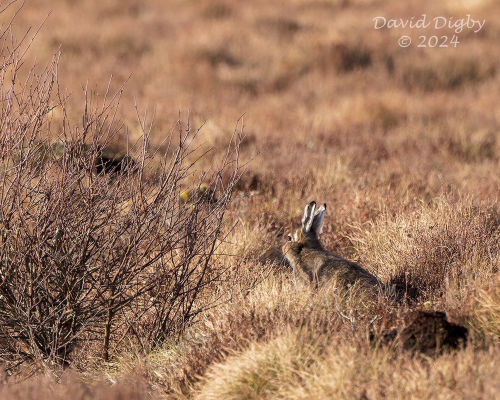 Mountain Hare (Lepus timidus) in heather. The hare is brown with white ears.
Scotland, UK. April 2024.
