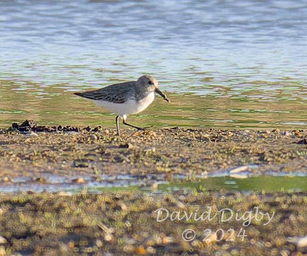 A mystery bird, possibly a sandpiper, walking on some mud with water in the background.
Minsmere RSPB, Suffolk, UK. December 2024
