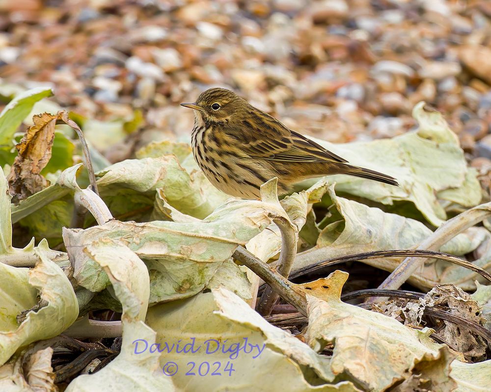 Meadow Pipit (Anthus pratensis) standing on some large dying leaves with a shingle beach in the background.
Minsmere RSPB, Suffolk, UK. December 2024
