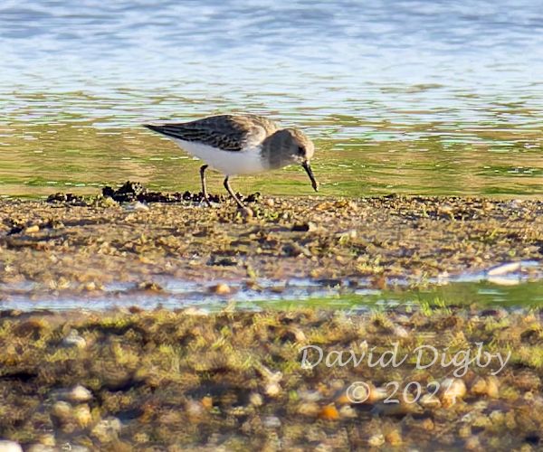 A mystery bird, possibly a sandpiper, feeding on some mud with water in the background.
Minsmere RSPB, Suffolk, UK. December 2024
