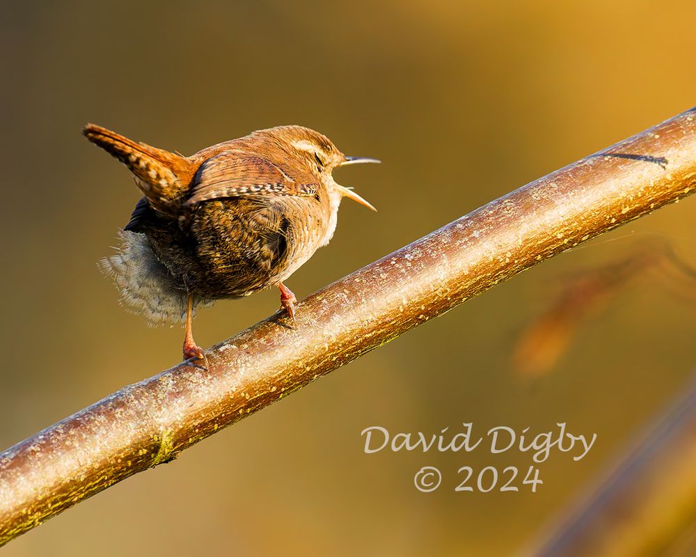 [Eurasian] Wren (Troglodytes troglodytes) facing away, with its tail rained and its eyes closed, singing loudly with a wide-open bill.
Minsmere RSPB, Suffolk, UK. December 2024
