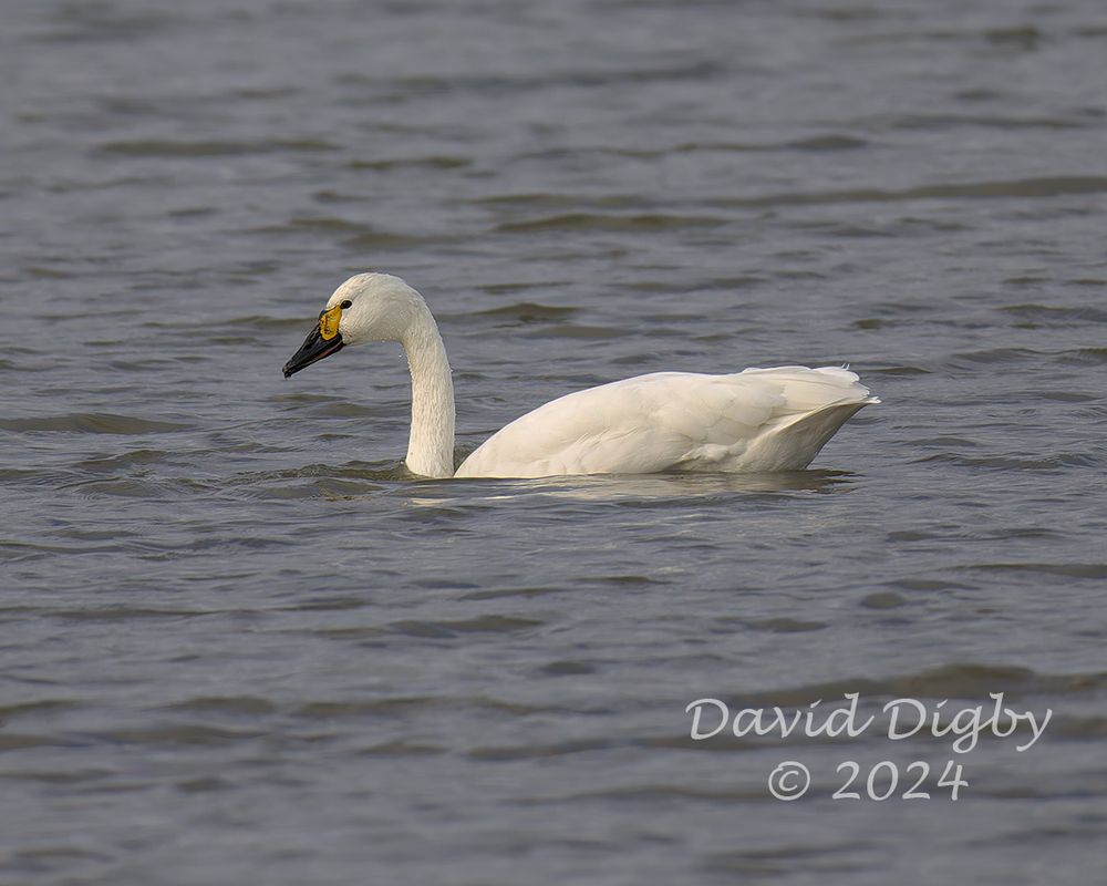 Bewick's [Tundra] Swan (Cygnus columbianus) swimming in dark water.
Minsmere RSPB, Suffolk, UK. December 2024
