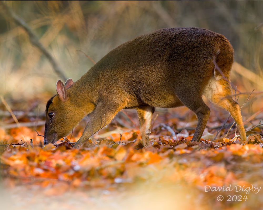 Chinese Water Deer (Hydropotes inermis) sideways on, with its head down, rooting around in autumnal fallen leaves.
Minsmere RSPB, Suffolk, UK. December 2024

