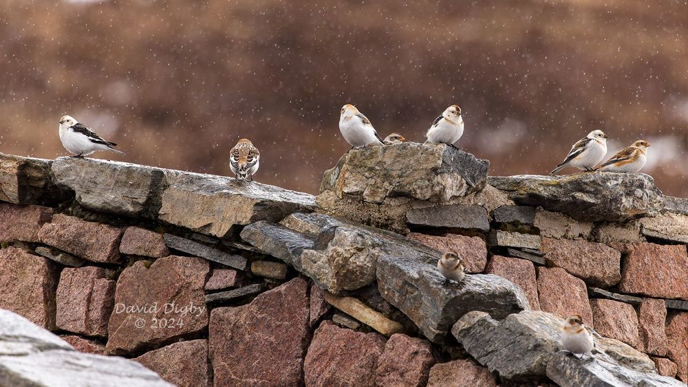 Nine Snow Bunting (Plectrophenax nivalis) on a stone wall, with snow falling in the background.
Cairn Gorm Base Station, Scotland, UK. April 2024.
