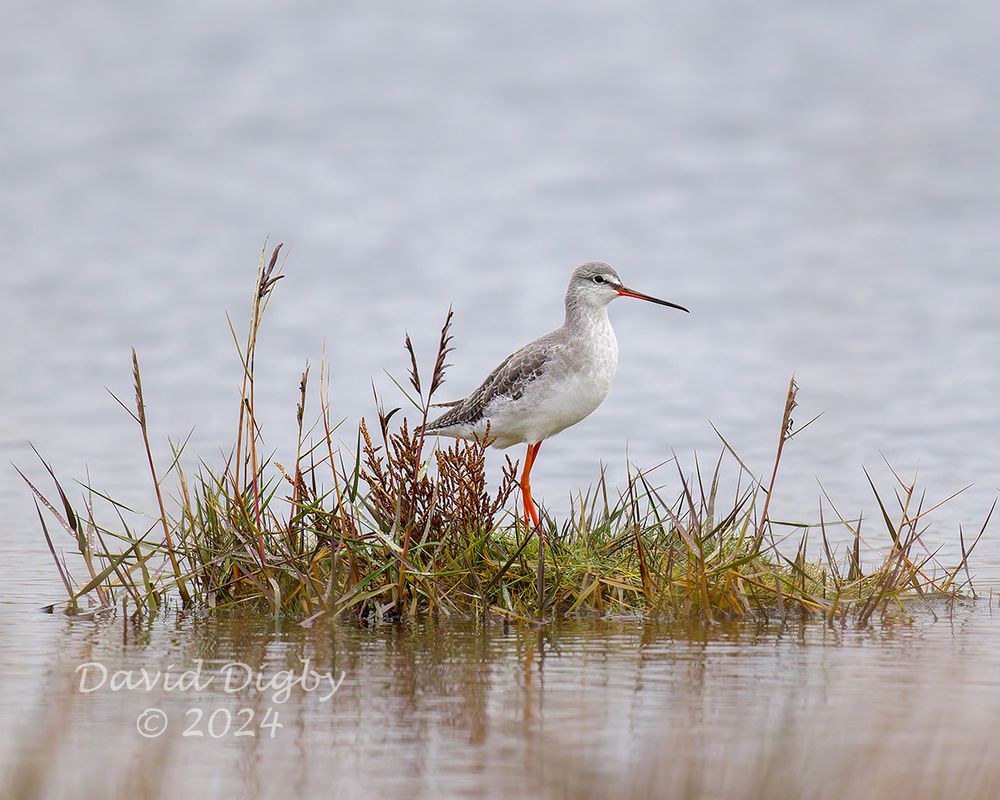 Spotted redshank (Tringa erythropus) standing on a small island, showing its red legs
Dingle Marshes, Suffolk, UK. December 2024
